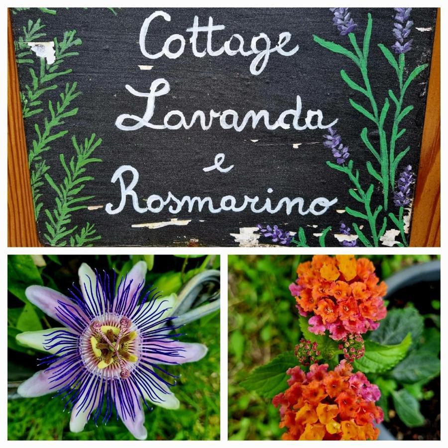 Cottage Lavanda E Rosmarino Lavis Zewnętrze zdjęcie