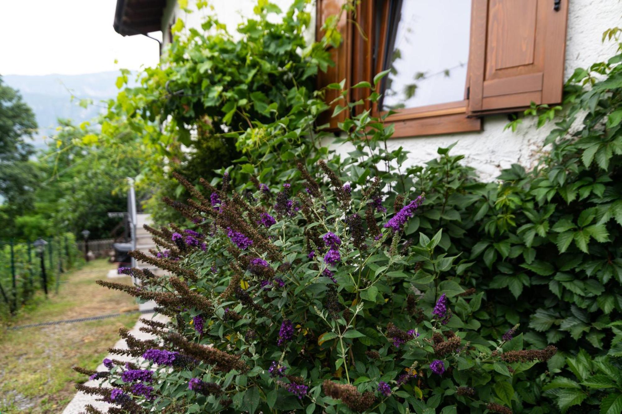 Cottage Lavanda E Rosmarino Lavis Zewnętrze zdjęcie